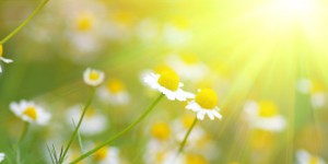 set of daisys in fresh green grass and sunlight